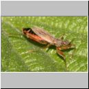 Nabis rugosus - Sichelwanze 01 Deister.jpg